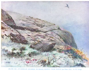 Rype gemmer sig for høg, illustration fra 