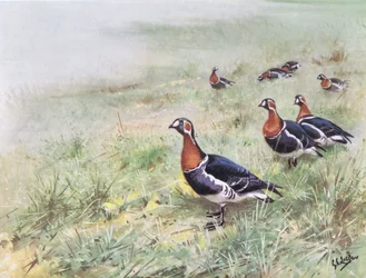 Rødbrystede gæs (litografi)