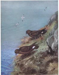 Stormsvale (litografi)