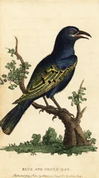 Afrikansk blank stær, Lamprotornis-art. ,1800 (gravering)