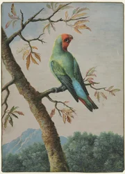 Fuglestudie