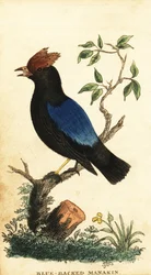 Blårygget manakin, Chiroxiphia pareola., 1800 (gravering)
