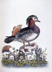 Kinesisk krikand, 1746