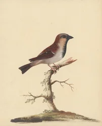 [Husspurvehan]