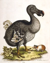 Dodo og marsvin, 1750