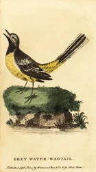 Grå vipstjert, Motacilla cinerea. ,1800 (gravering)