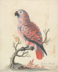 Guinea papegøje