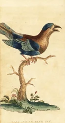Indisk rulle, Coracias benghalensis. ,1800 (gravering)