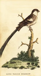Pin-tailed whydah, Vidua macroura., 1800 (gravering)