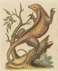 Pygmæmyresluger