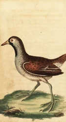 Sora, Porzana carolina. ,1800 (gravering)