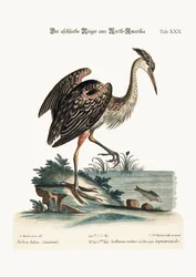 Den askefarvede hejre fra Nordamerika, 1749-73