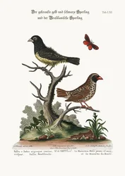 Den sorte og gule krøllede spurv og den brasilianske spurv, 1749-73