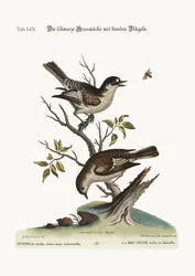 Stillitsen, han. Stillitsen, hun, 1749-73