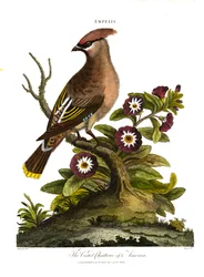 Amerikas toppede silkehale (Ampelis)