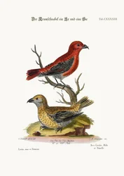 Korsnæbbene, han og hun, 1749-73