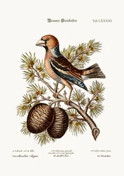 Gros-Næbbet eller høgefink, 1749-73