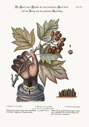 Hånden af en dreng med en distemperet hud og en gren af det fælles tjenestetræ, 1749-73