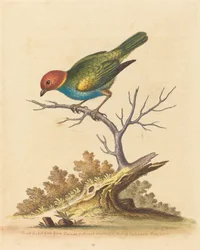 Den rødhovede finke fra Surinam, 1741.