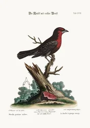 Den rødbarmede sortfugl, 1749-73