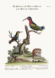 Den rødbrystede kolibri, den grønstrubede kolibri og dvalemusen, 1749-73