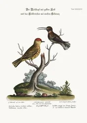 Den gule gråsisken og den hvidhalede kolibri, 1749-73