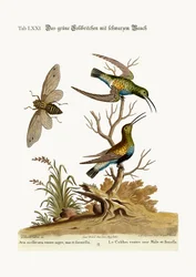 Den sortbugede grønne kolibri, 1749-73