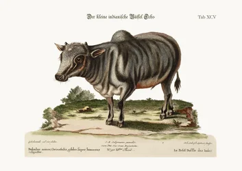Den lille indiske bøffel, 1749-73