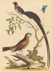 To fugle, den ene med meget lange halefjer, og blå sommerfugl, udgivet 1745.