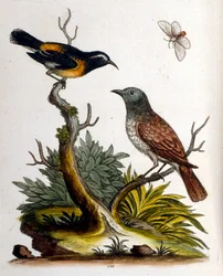 Akvarelillustration fra en bog om sjældne fugle af G Edwards 1750. George Edwards (1694-1773) var en britisk naturforsker og ornitolog. Han rejste meget rundt i Europa og studerede naturhistorie og fugle i særdeleshed. Han opnåede en vis anerkendelse