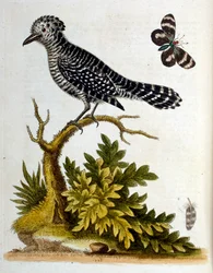 Akvarelillustration fra en bog om sjældne fugle af G Edwards 1750. George Edwards (1694-1773) var en britisk naturforsker og ornitolog. Han rejste meget rundt i Europa og studerede naturhistorie og fugle i særdeleshed. Han opnåede en vis anerkendelse
