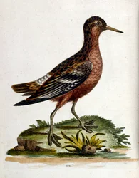 Akvarelillustration fra en bog om sjældne fugle af G Edwards 1750. George Edwards (1694-1773) var en britisk naturforsker og ornitolog. Han rejste meget rundt i Europa og studerede naturhistorie og fugle i særdeleshed. Han opnåede en vis anerkendelse