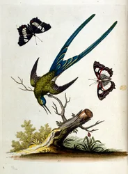 Akvarelillustration fra en bog om sjældne fugle af G Edwards 1750. George Edwards (1694-1773) var en britisk naturforsker og ornitolog. Han rejste meget rundt i Europa og studerede naturhistorie og fugle i særdeleshed. Han opnåede en vis anerkendelse
