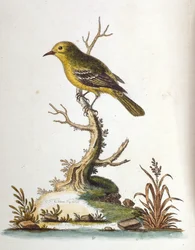 Akvarelillustration fra en bog om sjældne fugle af G Edwards 1750. George Edwards (1694-1773) var en britisk naturforsker og ornitolog. Han rejste meget rundt i Europa og studerede naturhistorie og fugle i særdeleshed. Han opnåede en vis anerkendelse