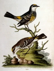 Akvarelillustration fra en bog om sjældne fugle af G Edwards 1750. George Edwards (1694-1773) var en britisk naturforsker og ornitolog. Han rejste meget rundt i Europa og studerede naturhistorie og fugle i særdeleshed. Han opnåede en vis anerkendelse