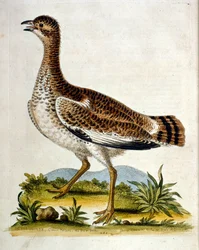 Akvarelillustration fra en bog om sjældne fugle af G Edwards 1750. George Edwards (1694-1773) var en britisk naturforsker og ornitolog. Han rejste meget rundt i Europa og studerede naturhistorie og fugle i særdeleshed. Han opnåede en vis anerkendelse
