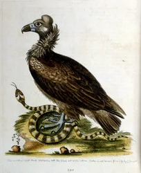Akvarelillustration fra en bog om sjældne fugle af G Edwards 1750. George Edwards (1694-1773) var en britisk naturforsker og ornitolog. Han rejste meget rundt i Europa og studerede naturhistorie og fugle i særdeleshed. Han opnåede en vis anerkendelse