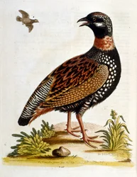 Akvarelillustration fra en bog om sjældne fugle af G Edwards 1750. George Edwards (1694-1773) var en britisk naturforsker og ornitolog. Han rejste meget rundt i Europa og studerede naturhistorie og fugle i særdeleshed. Han opnåede en vis anerkendelse