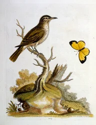 Akvarelillustration fra en bog om sjældne fugle af G Edwards 1750. George Edwards (1694-1773) var en britisk naturforsker og ornitolog. Han rejste meget rundt i Europa og studerede naturhistorie og fugle i særdeleshed. Han opnåede en vis anerkendelse