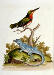 Akvarelillustration fra en bog om sjældne fugle af G Edwards 1750. George Edwards (1694-1773) var en britisk naturforsker og ornitolog. Han rejste meget rundt i Europa og studerede naturhistorie og fugle i særdeleshed. Han opnåede en vis anerkendelse
