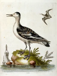 Akvarelillustration fra en bog om sjældne fugle af G Edwards 1750. George Edwards (1694-1773) var en britisk naturforsker og ornitolog. Han rejste meget rundt i Europa og studerede naturhistorie og fugle i særdeleshed. Han opnåede en vis anerkendelse