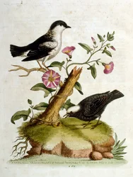 Akvarelillustration fra en bog om sjældne fugle af G Edwards 1750. George Edwards (1694-1773) var en britisk naturforsker og ornitolog. Han rejste meget rundt i Europa og studerede naturhistorie og fugle i særdeleshed. Han opnåede en vis anerkendelse