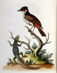 Akvarelillustration fra en bog om sjældne fugle af G Edwards 1750. George Edwards (1694-1773) var en britisk naturforsker og ornitolog. Han rejste meget rundt i Europa og studerede naturhistorie og fugle i særdeleshed. Han opnåede en vis anerkendelse