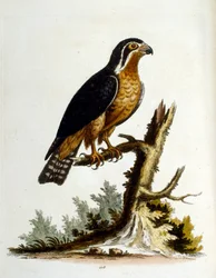 Akvarelillustration fra en bog om sjældne fugle af G Edwards 1750. George Edwards (1694-1773) var en britisk naturforsker og ornitolog. Han rejste meget rundt i Europa og studerede naturhistorie og fugle i særdeleshed. Han opnåede en vis anerkendelse