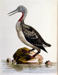 Akvarelillustration fra en bog om sjældne fugle af G Edwards 1750. George Edwards (1694-1773) var en britisk naturforsker og ornitolog. Han rejste meget rundt i Europa og studerede naturhistorie og fugle i særdeleshed. Han opnåede en vis anerkendelse