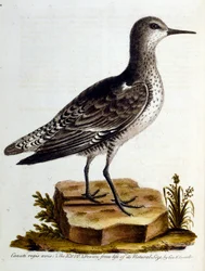 Akvarelillustration fra en bog om sjældne fugle af G Edwards 1750. George Edwards (1694-1773) var en britisk naturforsker og ornitolog. Han rejste meget rundt i Europa og studerede naturhistorie og fugle i særdeleshed. Han opnåede en vis anerkendelse
