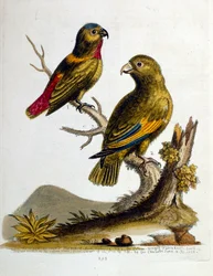 Akvarelillustration fra en bog om sjældne fugle af G Edwards 1750. George Edwards (1694-1773) var en britisk naturforsker og ornitolog. Han rejste meget rundt i Europa og studerede naturhistorie og fugle i særdeleshed. Han opnåede en vis anerkendelse