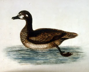 Akvarelillustration fra en bog om sjældne fugle af G Edwards 1750. George Edwards (1694-1773) var en britisk naturforsker og ornitolog. Han rejste meget rundt i Europa og studerede naturhistorie og fugle i særdeleshed. Han opnåede en vis anerkendelse