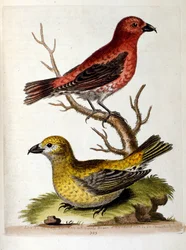Akvarelillustration fra en bog om sjældne fugle af G Edwards 1750. George Edwards (1694-1773) var en britisk naturforsker og ornitolog. Han rejste meget rundt i Europa og studerede naturhistorie og fugle i særdeleshed. Han opnåede en vis anerkendelse