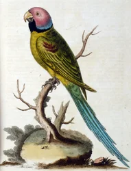 Akvarelillustration fra en bog om sjældne fugle af G Edwards 1750. George Edwards (1694-1773) var en britisk naturforsker og ornitolog. Han rejste meget rundt i Europa og studerede naturhistorie og fugle i særdeleshed. Han opnåede en vis anerkendelse